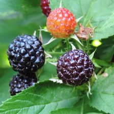 Схема вышивки «ежевика»