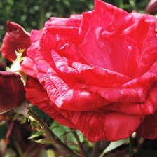 Схема вышивки «роза»