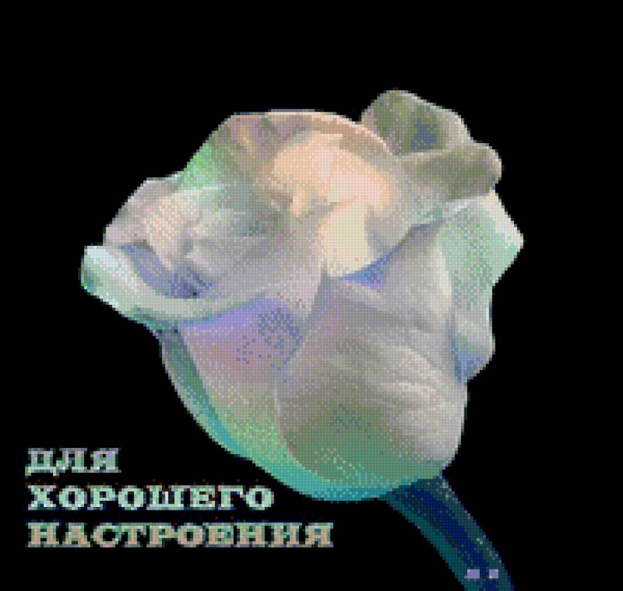 роза - роза, цветы - предпросмотр