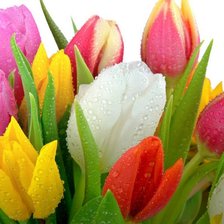 Схема вышивки «тюльпаны красочные»