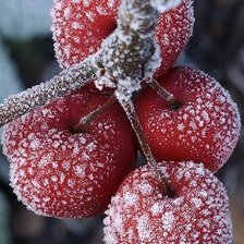 Схема вышивки «природа»