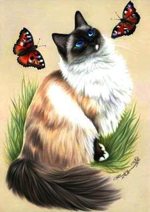 кот и бабочки - природа, кошки, бабочки, животные - оригинал