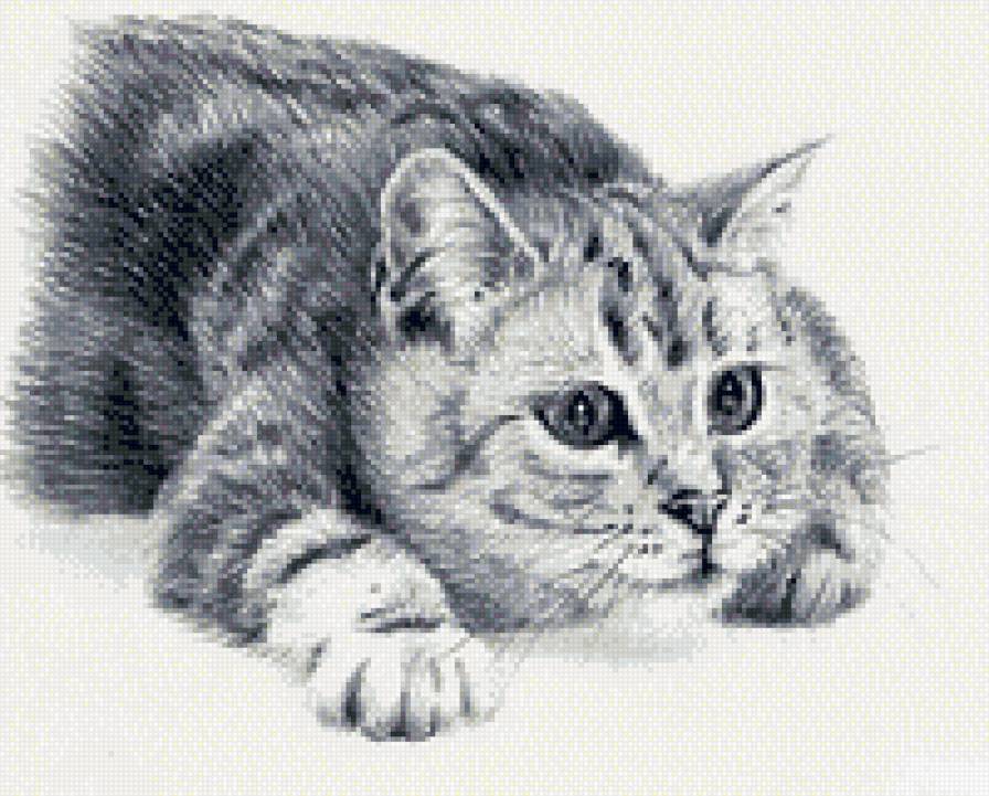 киса-киса - предпросмотр