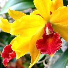 Схема вышивки «Ораньжевое солнце»