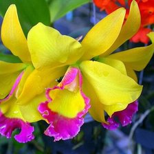 Схема вышивки «Розовое чудо»