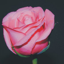 Схема вышивки «в гамме»