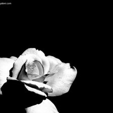 Схема вышивки «роза»