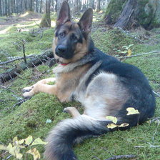 Схема вышивки «Немец»