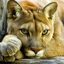 Схема вышивки «пума»