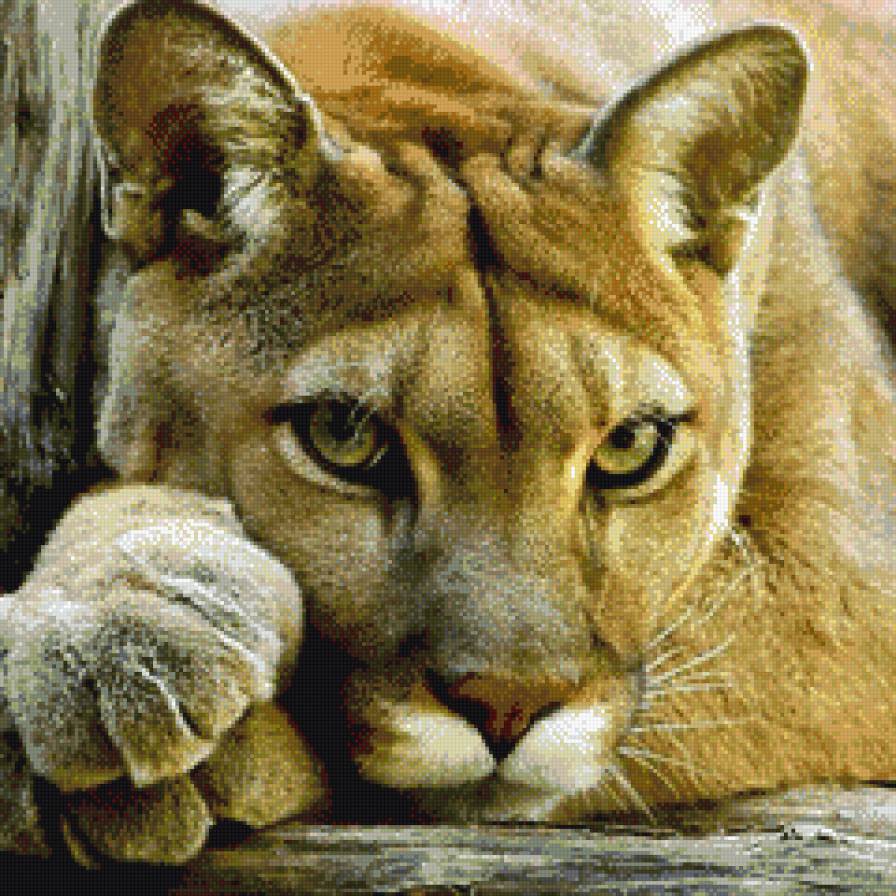 пума 2 - предпросмотр