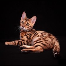 Схема вышивки «Бенгальская кошка»