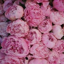 Схема вышивки «пионы»