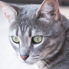 Схема вышивки «котик»