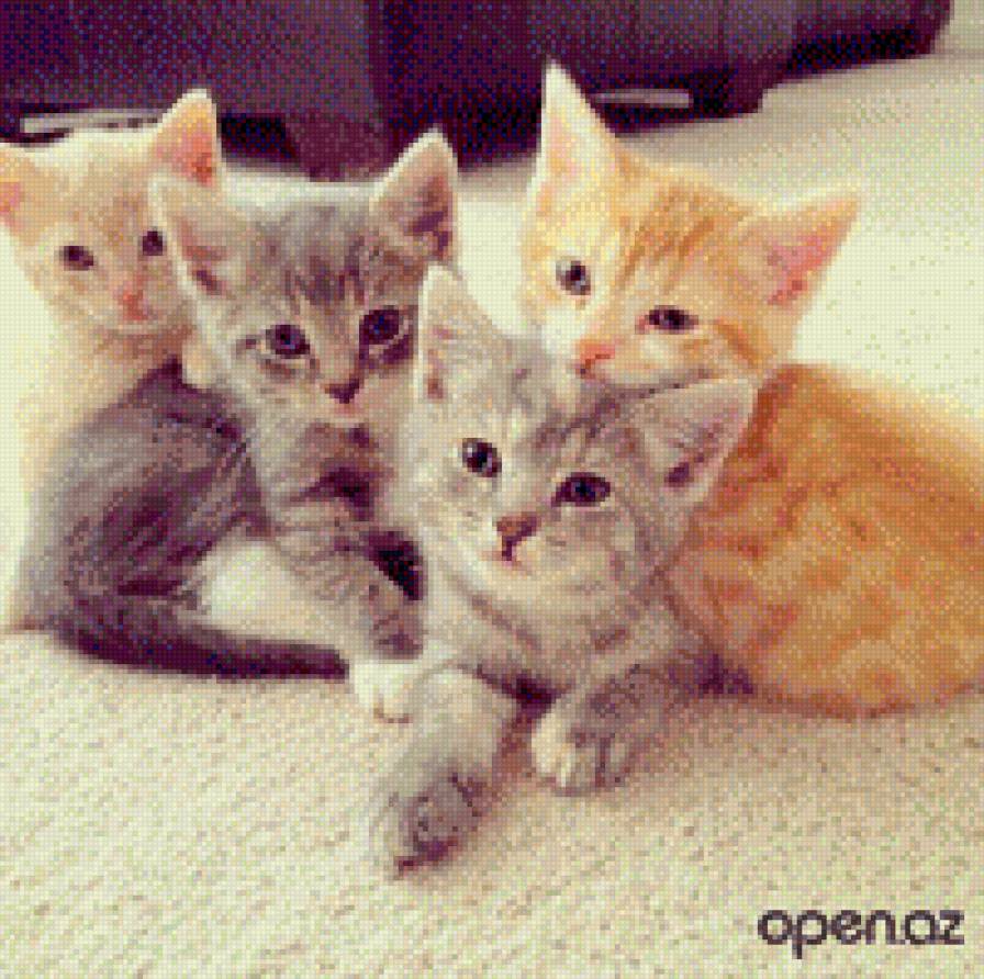котятки - кошки, животные, котенок, звери - предпросмотр