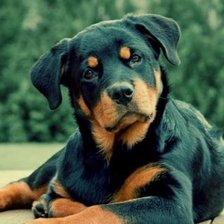 Схема вышивки «ротвелер»