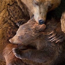 Схема вышивки «Медведи»