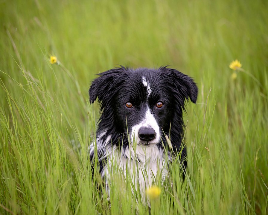 Пёсик - собаки, животные - оригинал