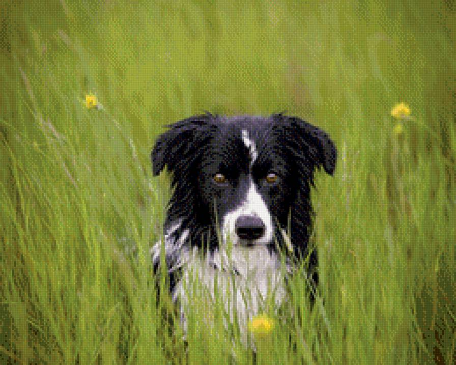 Пёсик - животные, собаки - предпросмотр