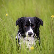 Схема вышивки «Пёсик»