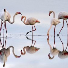 Схема вышивки «Фламинго 1»