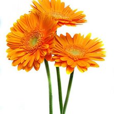 Схема вышивки «Герберы»