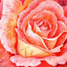 Схема вышивки «Роза»