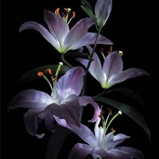 Схема вышивки «Ночные лилии»