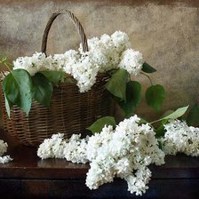 Схема вышивки «белая сирень»