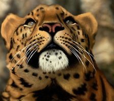 Схема вышивки «Леопард»