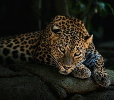 Схема вышивки «Скучающий лео»