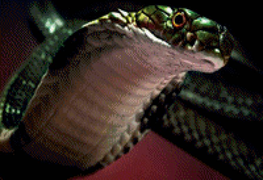 Кобра - змеи, животные, рептилии - предпросмотр