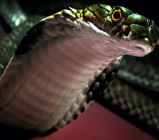 Схема вышивки «Кобра»