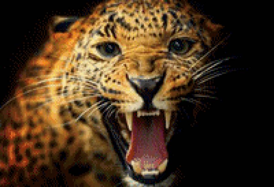 Рык - животные, кошки - предпросмотр