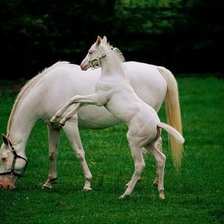 Схема вышивки «Лошадки...»