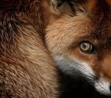 Схема вышивки «Лис»