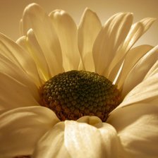 Схема вышивки «цветок»