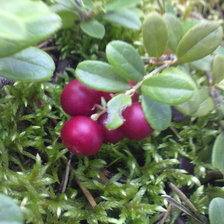 Схема вышивки «брусника»