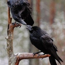 Схема вышивки «№688556»