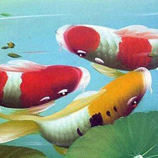 Схема вышивки «японский карп»