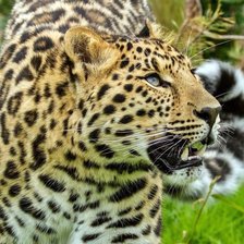 Схема вышивки «№688688»