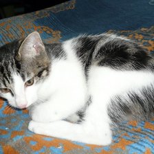 Схема вышивки «мотяка 45»