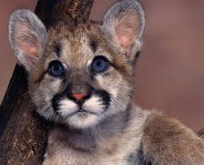 Схема вышивки «львенок»