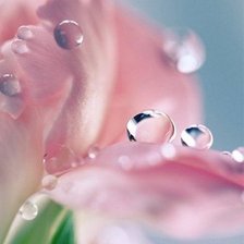 Схема вышивки «капли на цвитке»