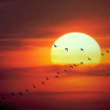 Схема вышивки «журавли в закате»