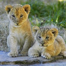 Львята