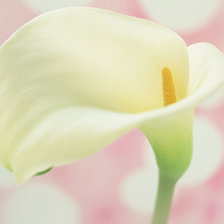 Схема вышивки «нежность»