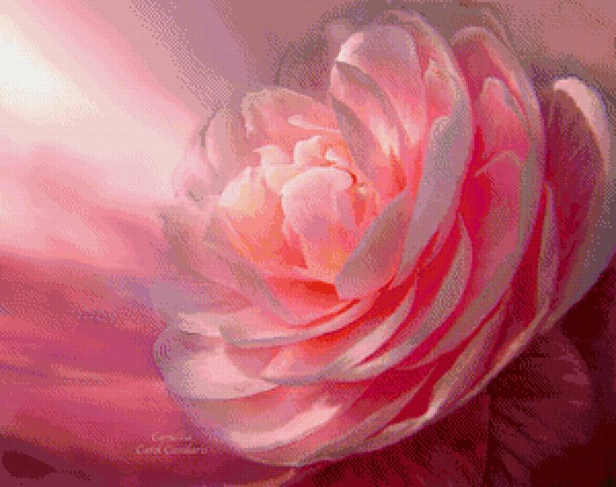 красота розы - графика, цветок, панно, роза, красота - предпросмотр