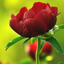 Схема вышивки «пион»