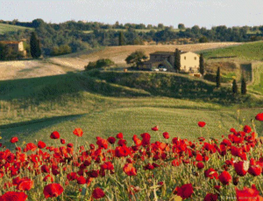 маки - маки, пейзаж, природа - предпросмотр