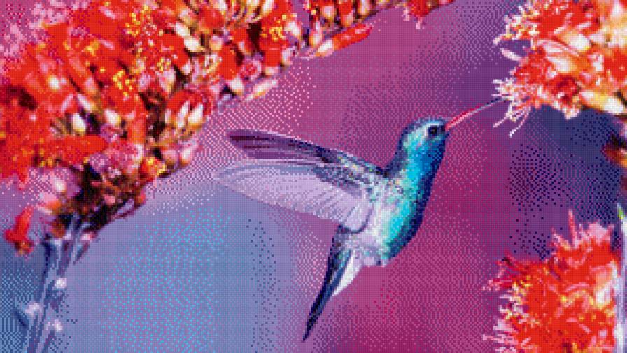 Колибри - колибри, птица - предпросмотр